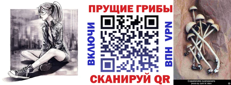 Псилоцибиновые грибы ЛСД  Торжок 